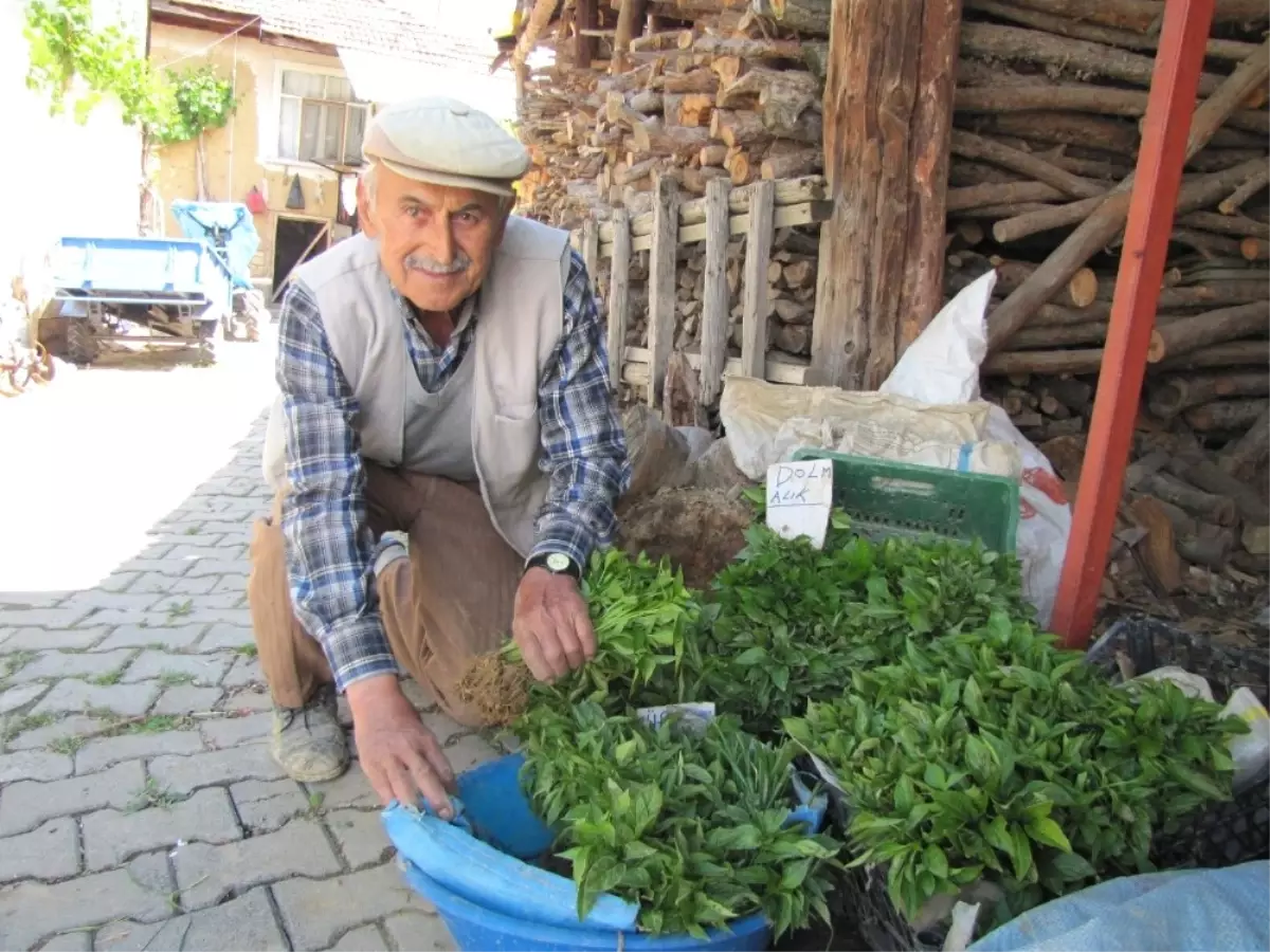 Hisarcık\'ın Sebze Fidesi İhtiyacını Hasanlar Köyü Karşılıyor