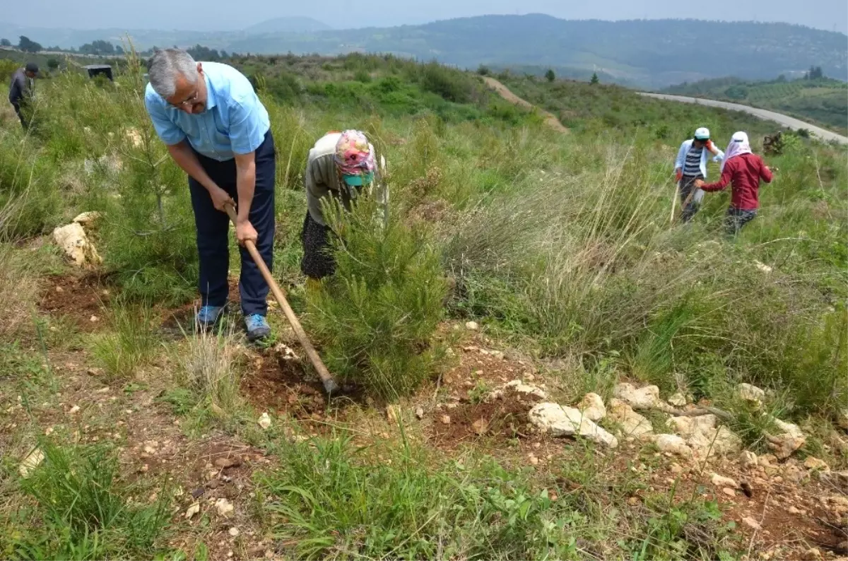 Mersin\'de179 Hektar Alanda Dikili 306 Bin Kızılçam Fidanına Bakım Yapılıyor