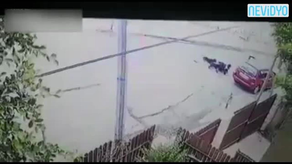 Saldırgan Köpekler Kadını Hedef Alınca...