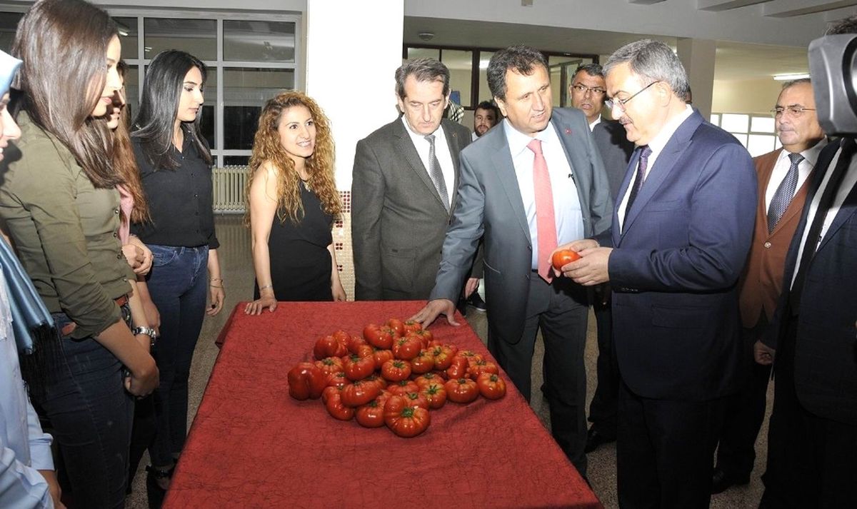 Selçuk\'ta Sanayi Tipi Hibrit Domates Çeşidi Geliştirildi