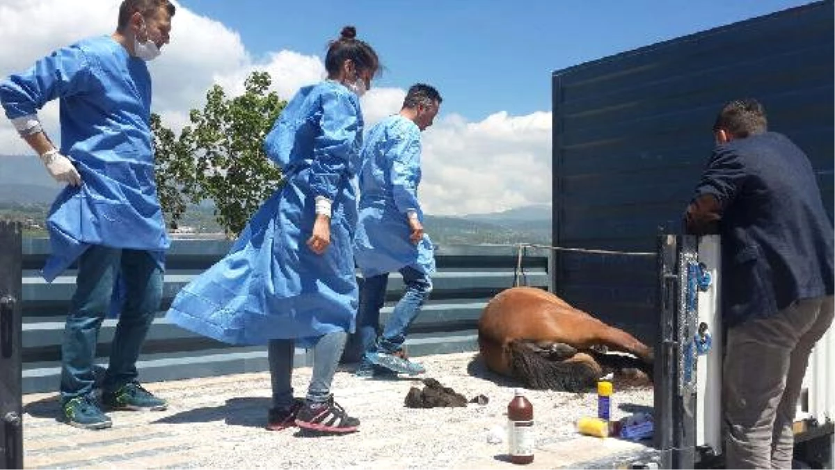 Yaralı Yılkı Atı Tedavi İçin Ankara\'ya Gönderildi