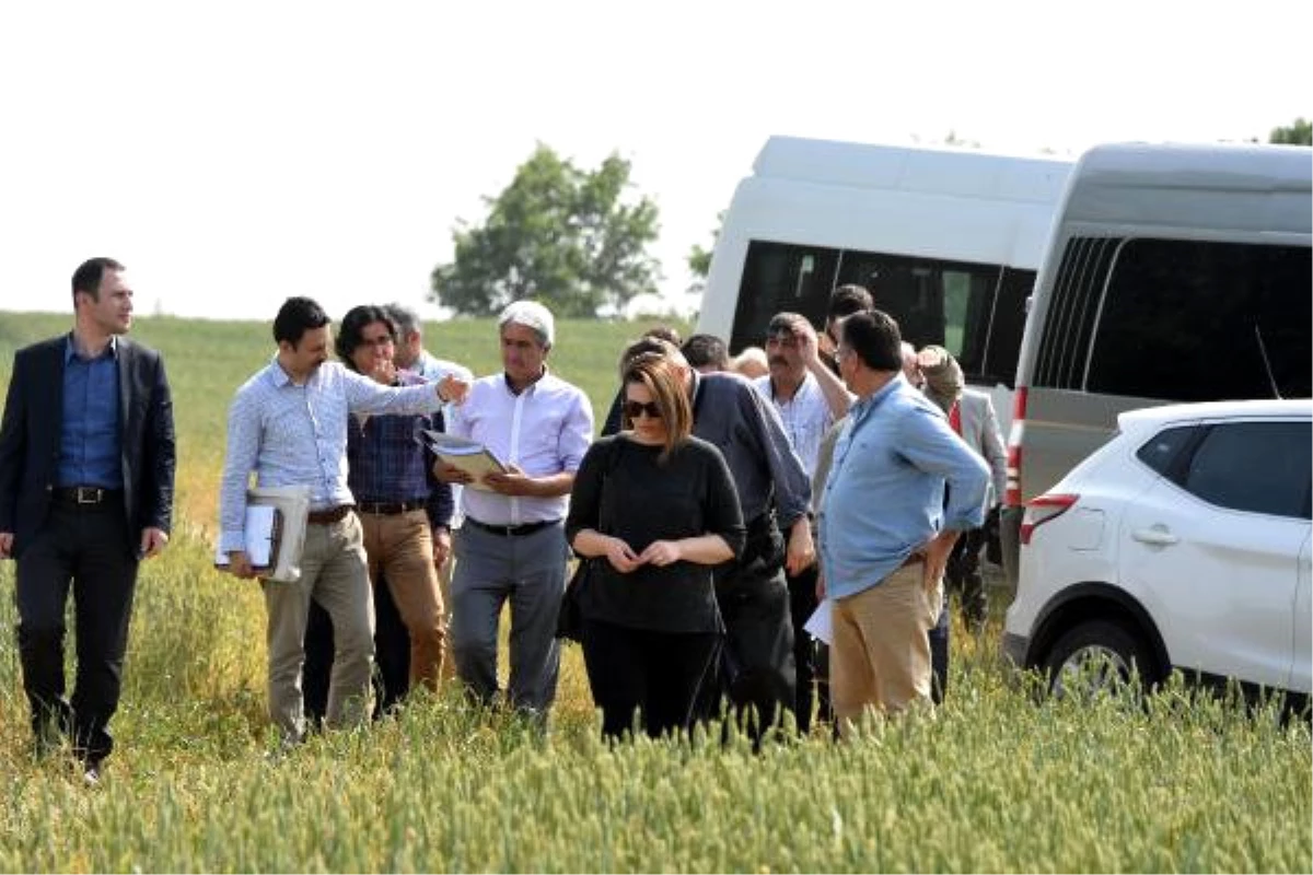 Buğday Tarlasına Dinamit Deposu İzni Mahkemelik