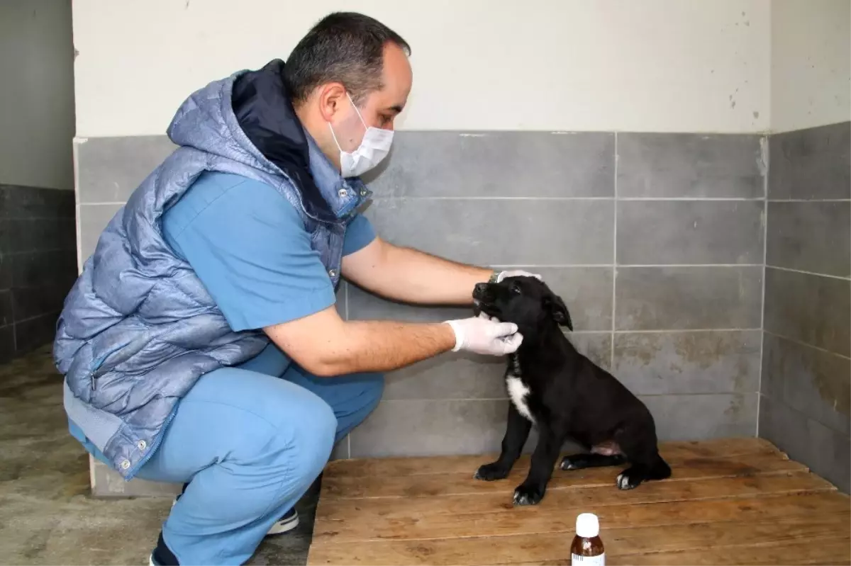 Kurt Köpeği "Doğa" Çankaya\'da Hayata Döndü