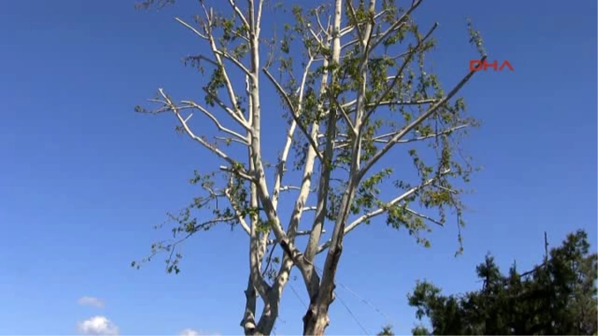 Tokat- 30 Yıllık Çınar Ağacı Için 2,5 Milyon Liralık Proje Değiştirildi