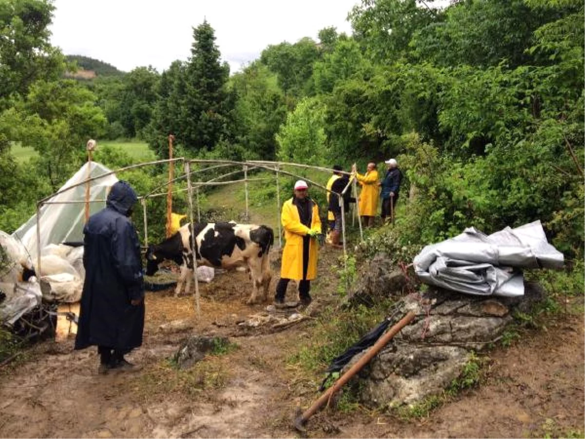 Uçuruma Yuvarlanan İneğinin Başında 11 Gün Bekledi