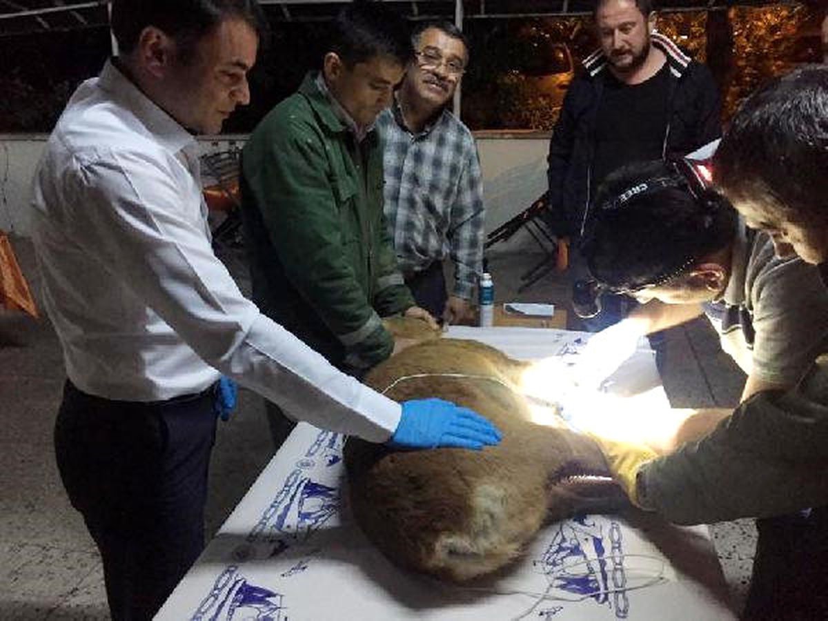 Bahçe Teline Takılıp Yaralanan Karaca Tedavi Edildi