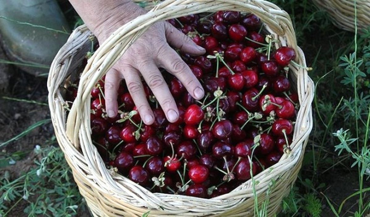 Fransa\'dan Türk Kirazına Yasak