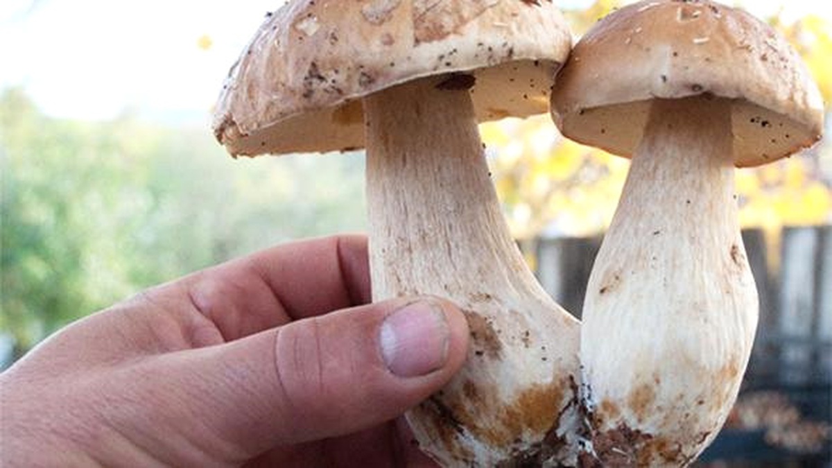Gemerek\'te Doğa Mantarlarına Karşı Uyarı
