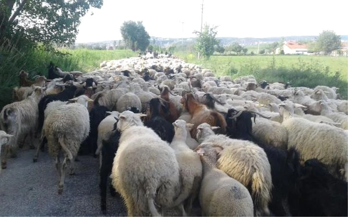 Kurtlar 30 Koyunu Telef Edince Yayladan Erken Döndüler