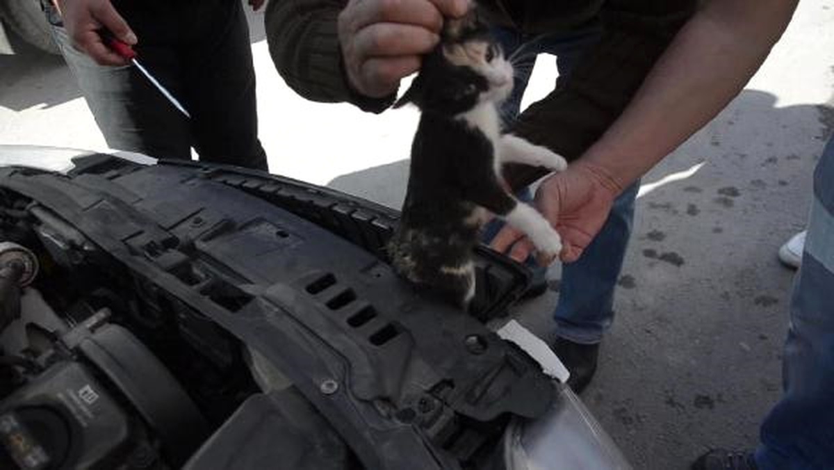 Otomobilin Motor Bölümüne Giren Kedi Kurtarıldı