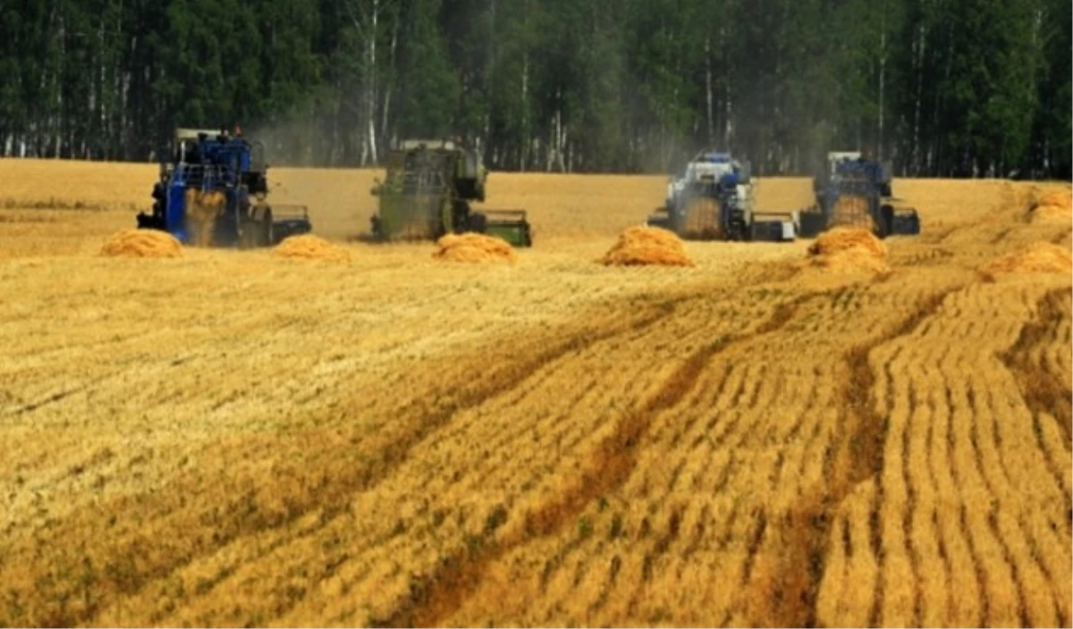 Rusya, Türkiye\'ye Buğday İhracatında Ticari Engeller Öncesi Seviyesine Ulaştı