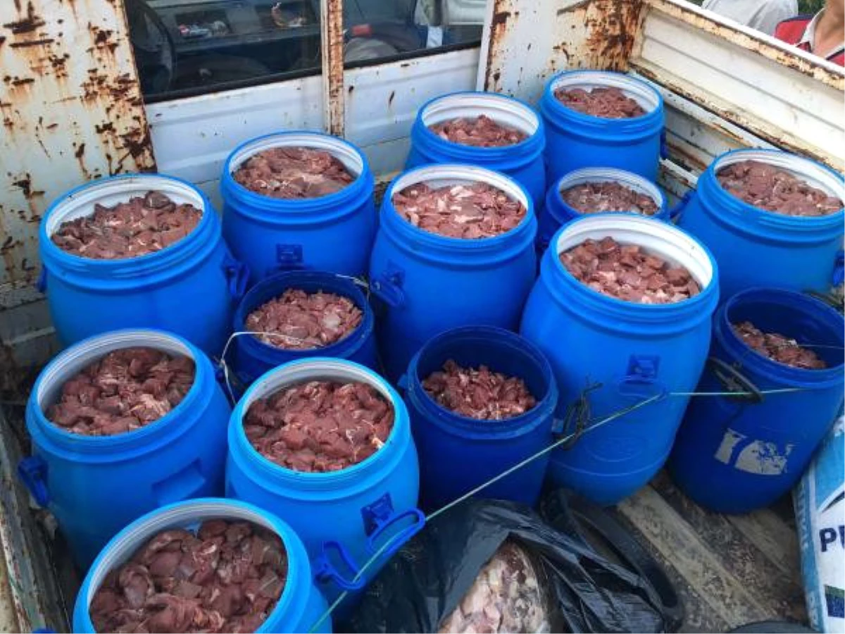 Aydın\'da Piyasaya Sürülmek Üzere Hazırlanan 5 Ton Domuz Eti Ele Geçirildi