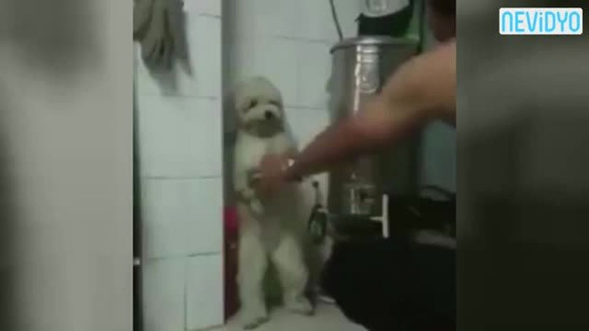 Zavallı Hayvana Böyle İşkence Etti!