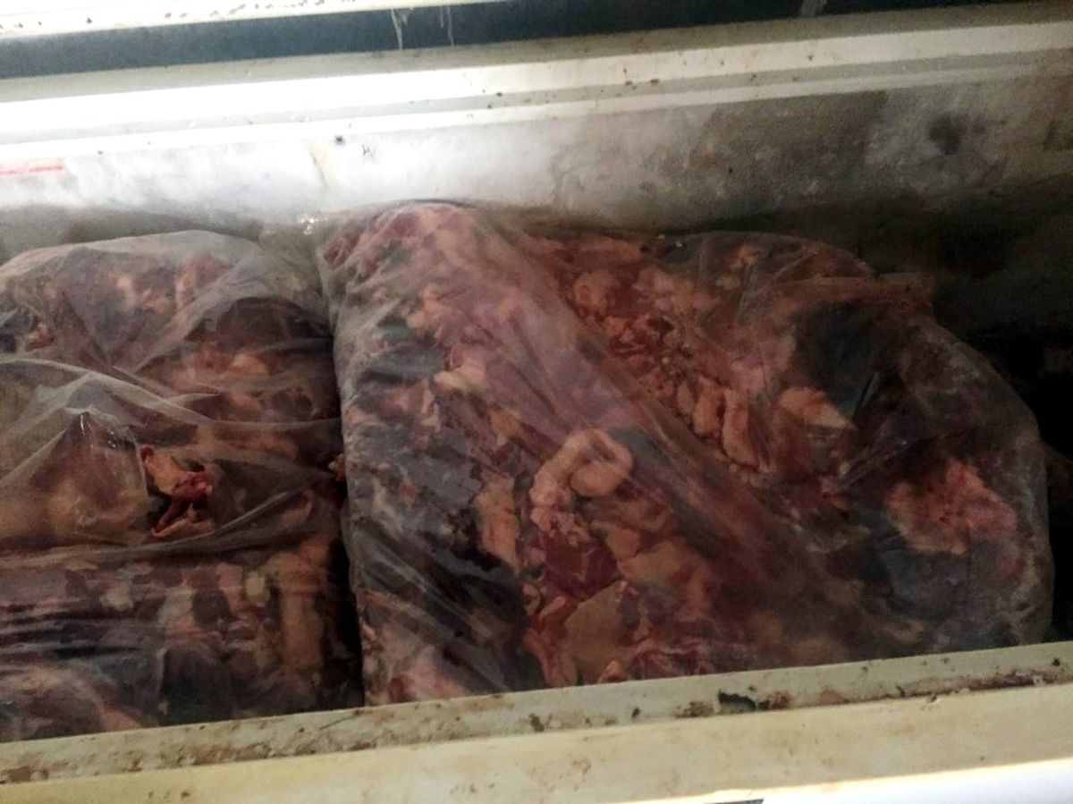 Aydın\'da 5 Ton Kaçak Domuz Eti Yakalandı