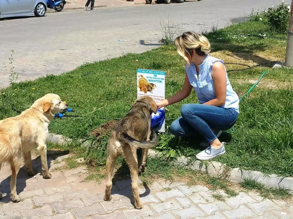 Ayvalık\'ta Can Dostlara Otomatik Suluklar Kazandırılıyor