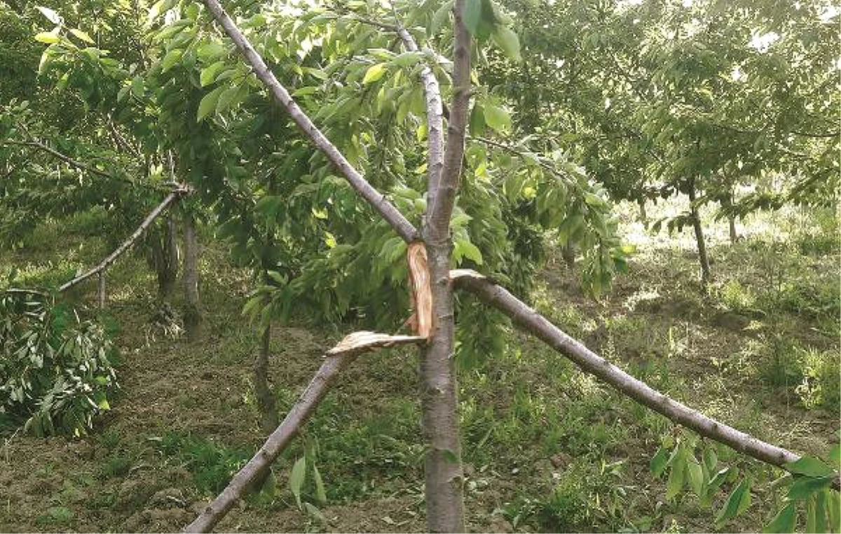 Bahçeye Giren Ayılar Kirazları Yedi