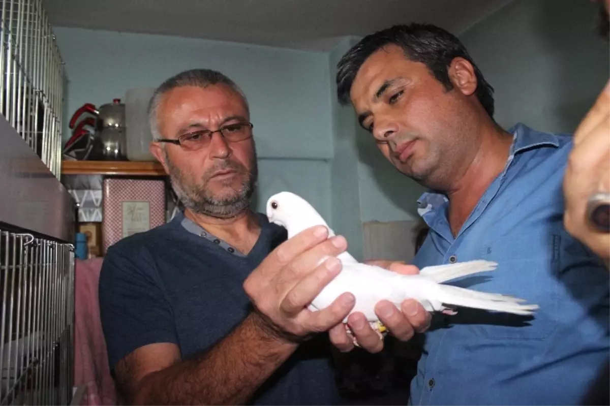 Denizli\'de Güvercin Güzellik Yarışmasın Yoğun İlgi