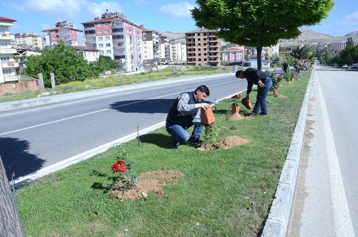 Otuz Yapraklı Gül Şehri Darende \'Gül\' ile Donatıldı