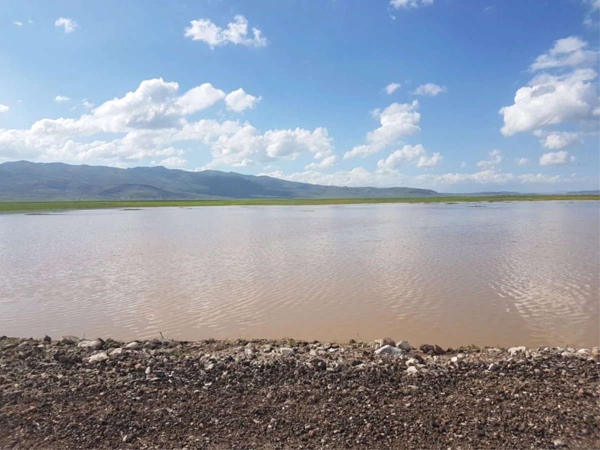 Patnos\'ta Yağışlar Tarla Ürünlerini Etkiledi; Üreticiler Perişan