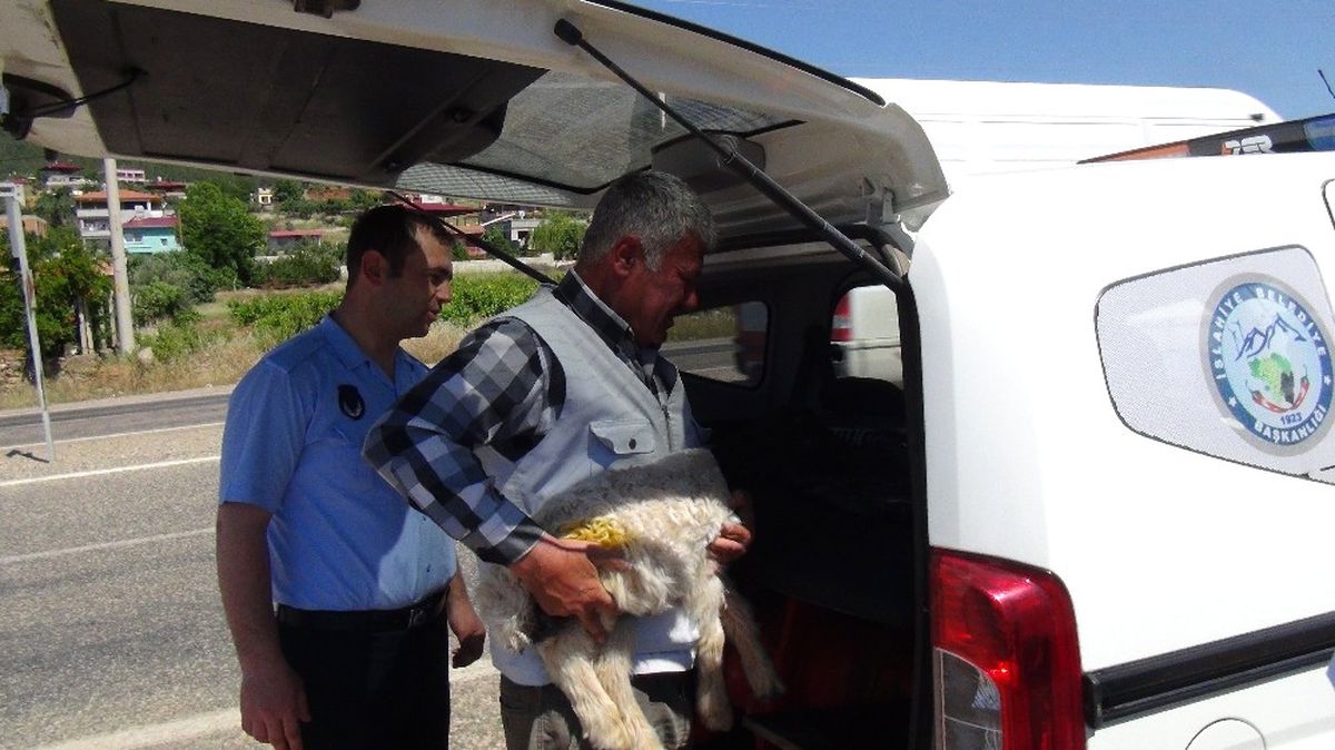 Seyir Halindeki Kamyon Kasasından Karayoluna Kuzu Düştü