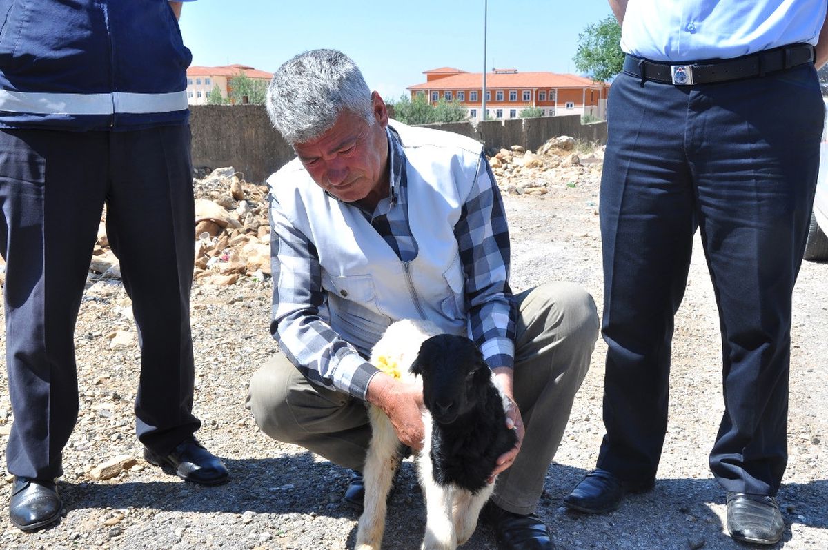 Seyir Halindeki Kamyon Kasasından Kuzu Düştü