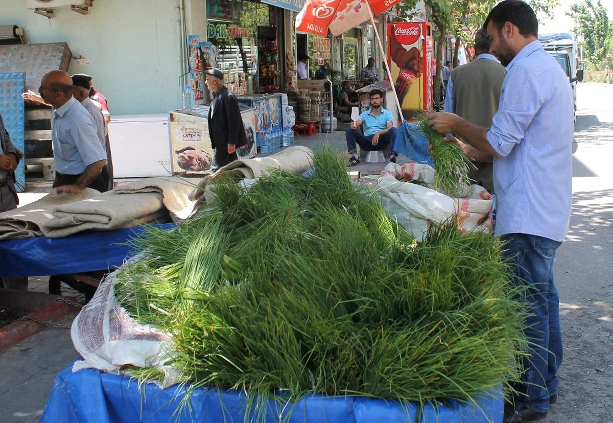 Siirt\'e Özgü Peynir Otu Piyasaya Çıktı