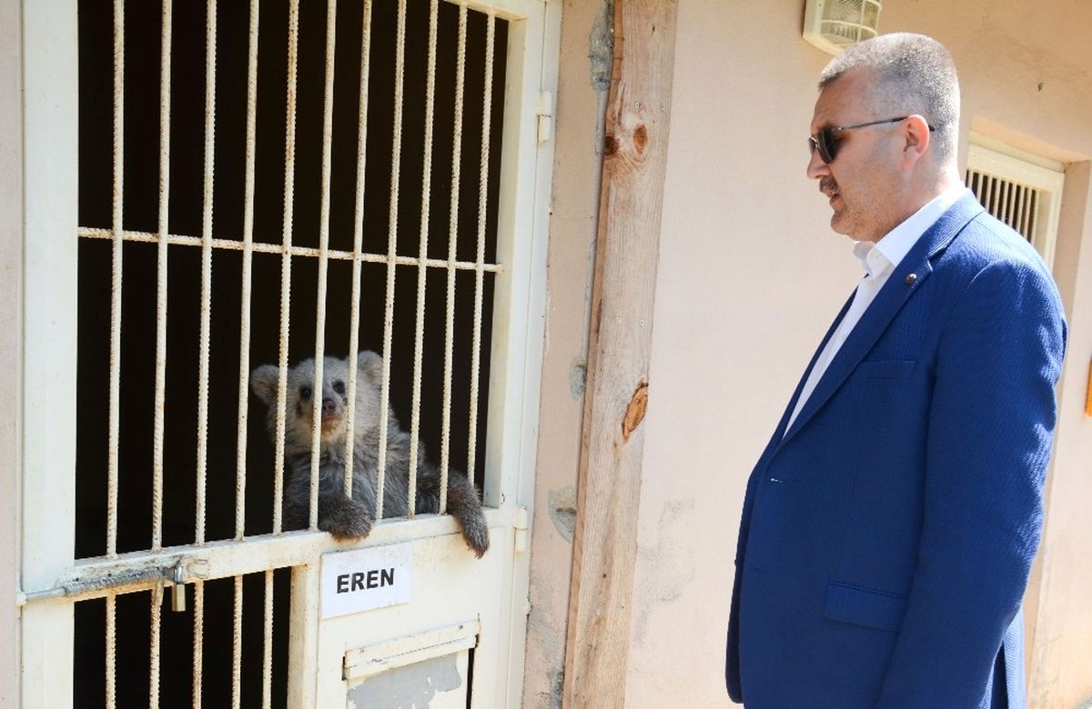 Yolda Bulunan Ayı Yavrusu