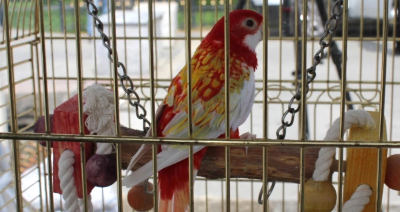 Cimbom İsimli Papağan, Galatasaray Adası\'ndan Tahliye Edildi