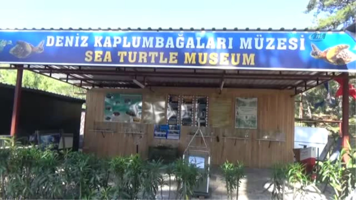 Deniz Kaplumbağaları Müzede Tanıtılıyor