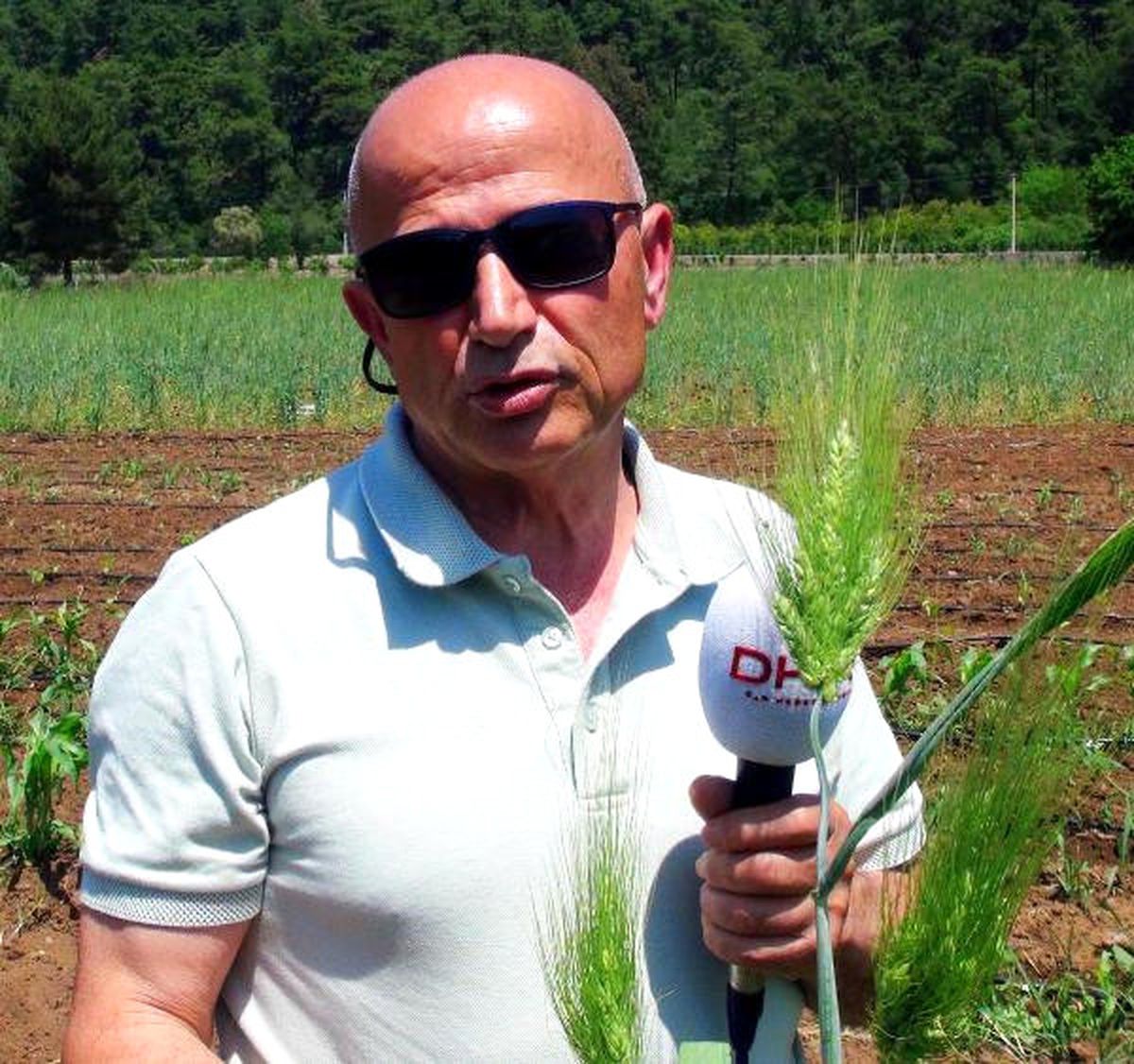 Kültepe\'de Bulunan 7 Bin Yıllık Buğday Marmaris\'te Umut Oldu