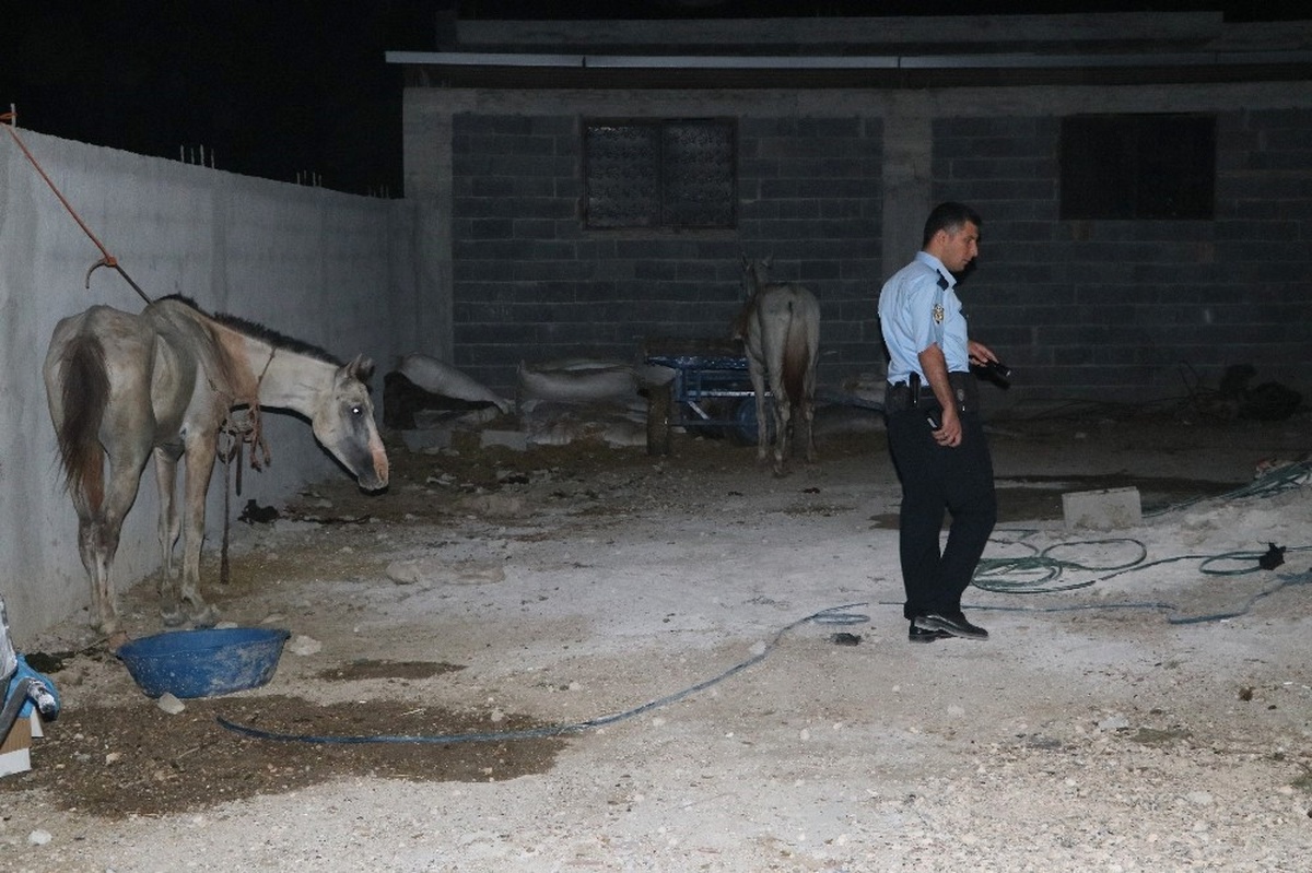 Adana\'da Kaçak At Kesimi Deposuna Operasyon