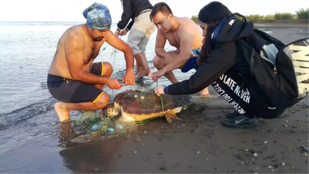 Ağa Dolanan Caretta Caretta Kurtarıldı