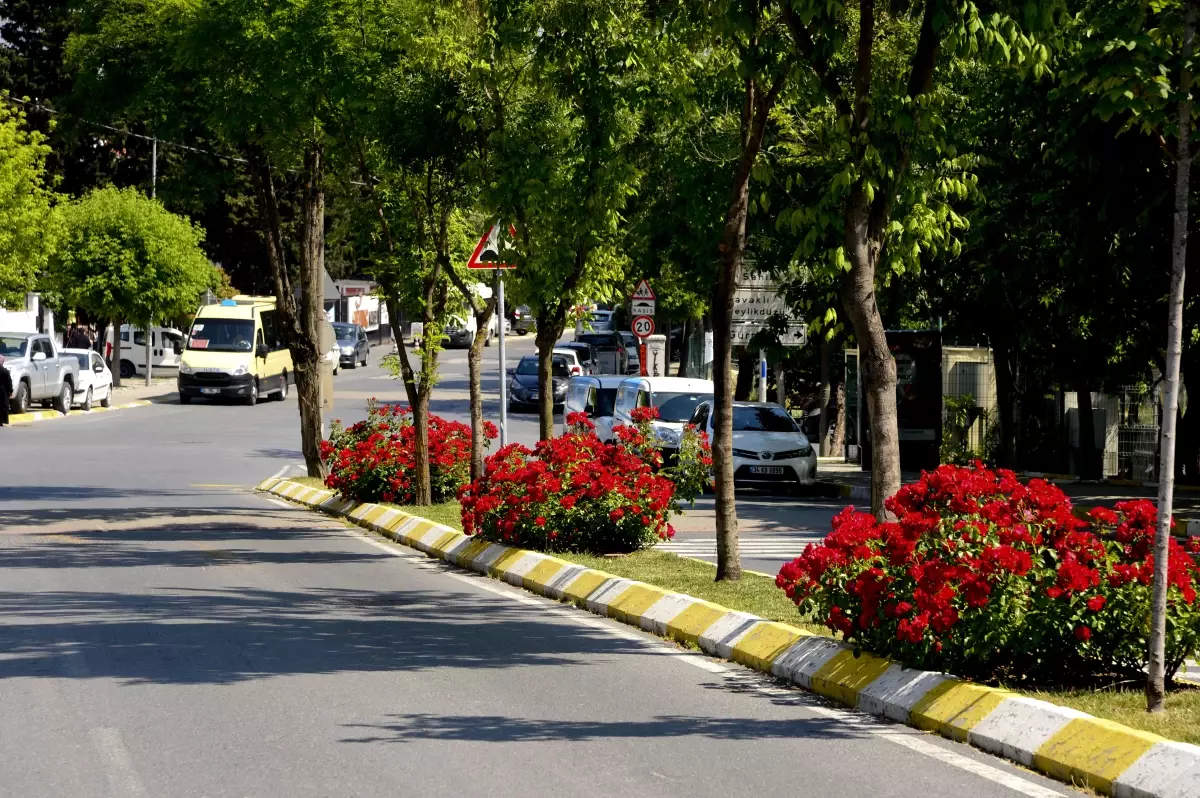 Beylikdüzü\'nde Gül Devri