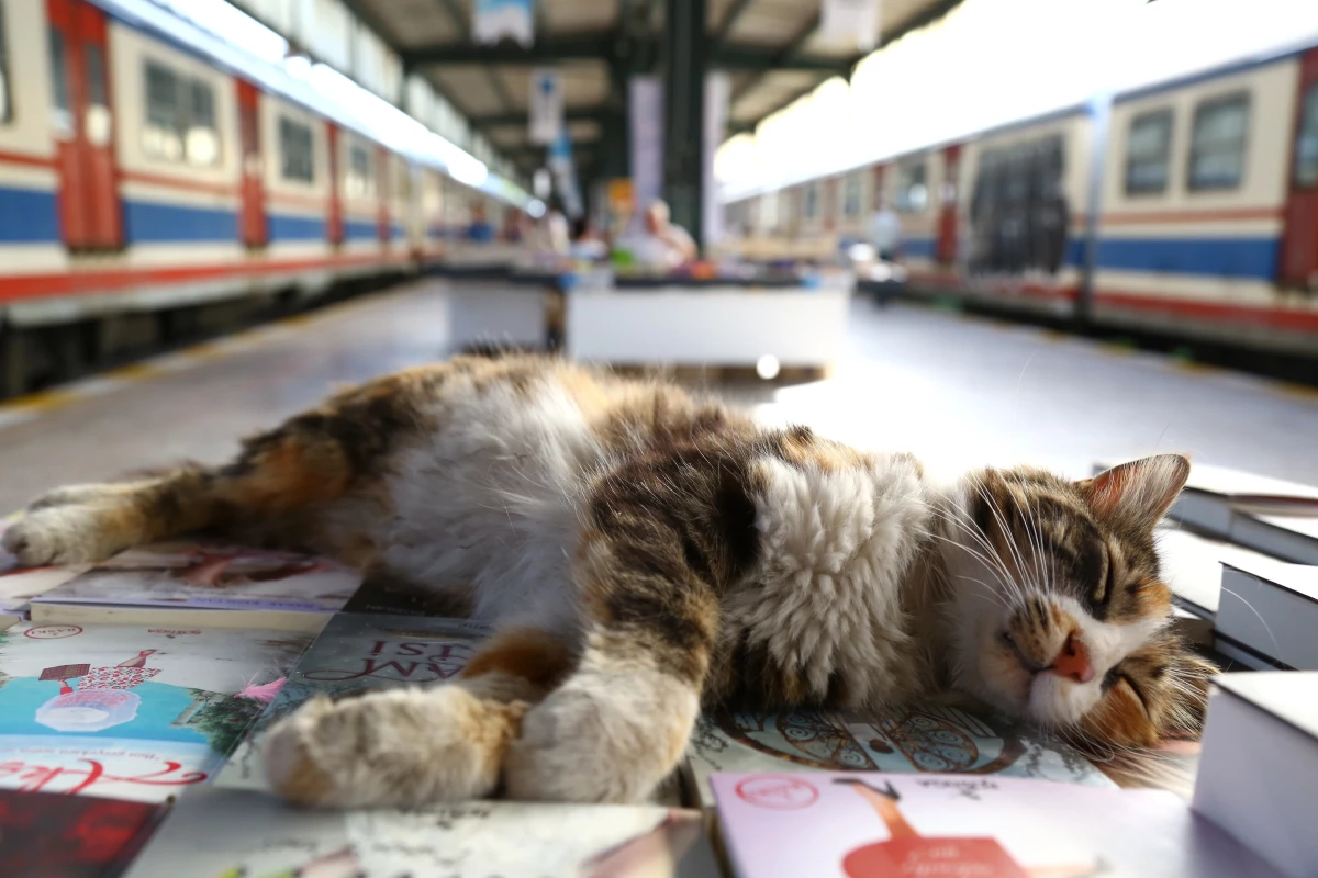 Haydarpaşa\'da Kitap Günleri Başlıyor