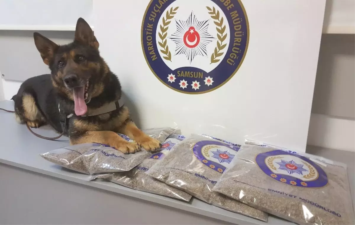 İstanbul\'dan Getirilen 4 Kilo Bonzai ile İlgili 5 Gözaltı