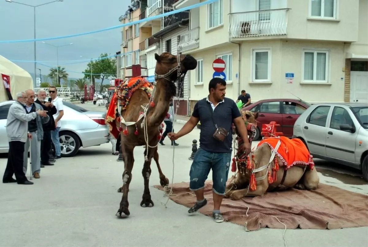 Manavgat\'ın Develeri Mudanya Turunda