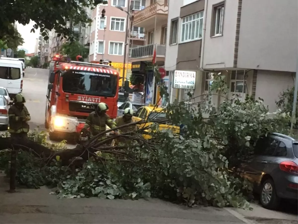 Sahur Vakti Devrilen Ağaç Korkuttu