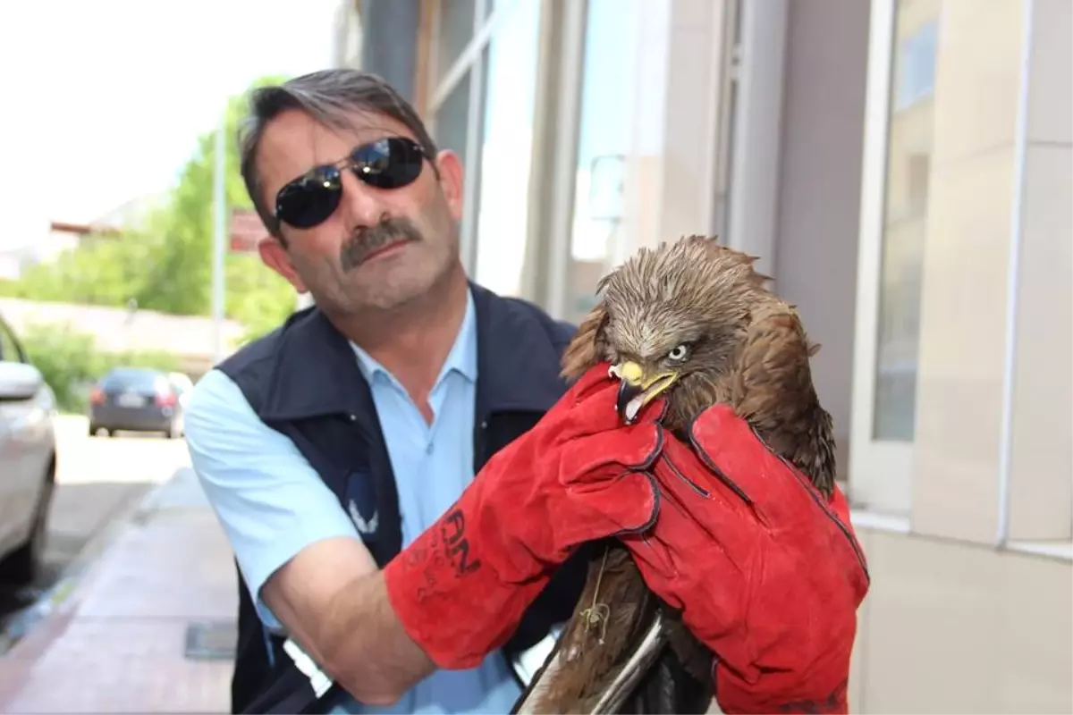 Yaralı Şahine Zabıta Sahip Çıktı