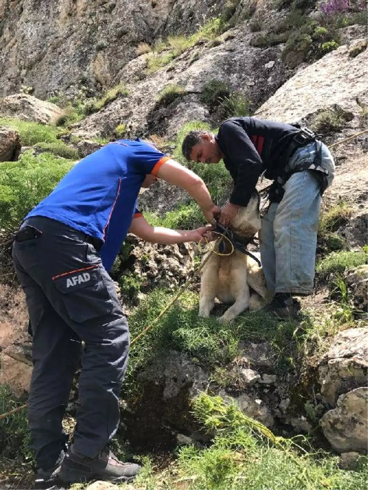 1 Haftadır Dağlık Arazide Mahsur Kalan Pulsar Kurtarıldı