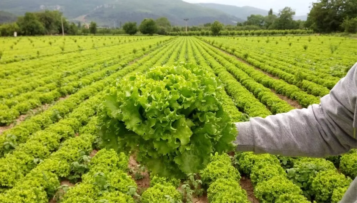 Çarşı-pazarda 2 Lira, Tarlada 30 Kuruşa Alan Yok