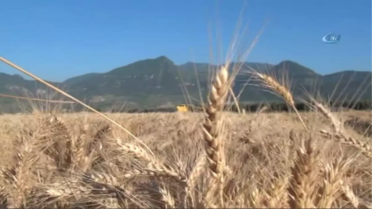 Çukurovalı Çiftçiler Buğday Hasadından Umutlu