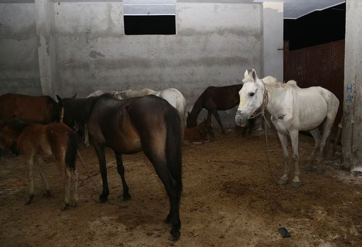 Dha Yurt - Adana\'da 1 Haftada Kesilmek Üzere 29 At, 3 Eşek Ele Geçirildi