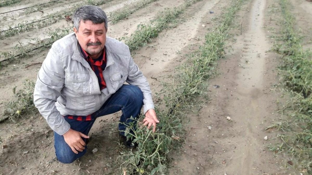 Dolu, Üzüm Bağlarını ve Domates Bahçelerini Vurdu