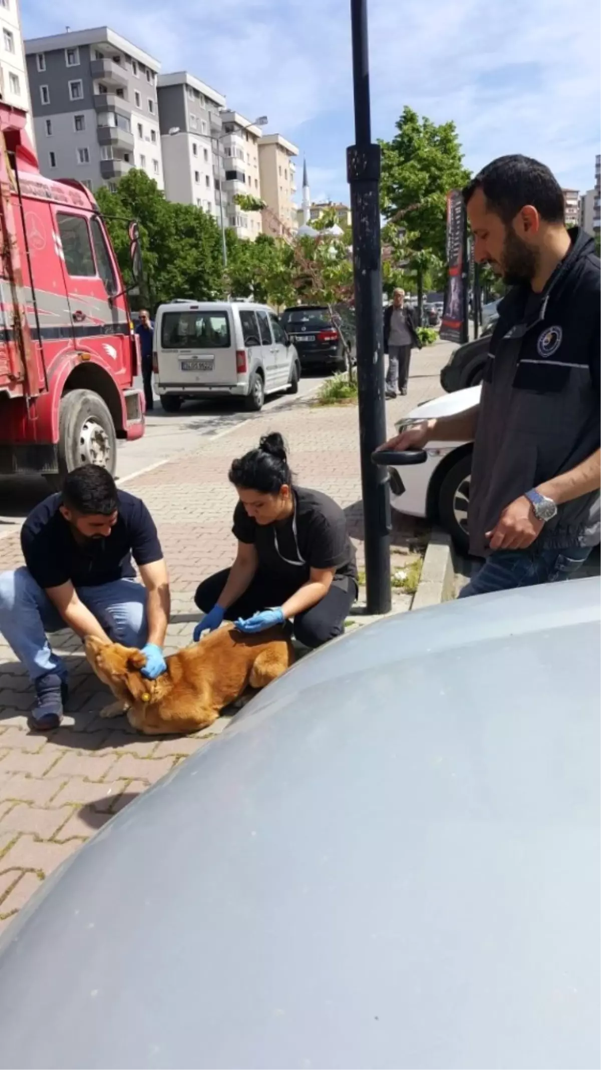 Kartal\'da Sokak Hayvanları Kuduza Karşı Aşılandı