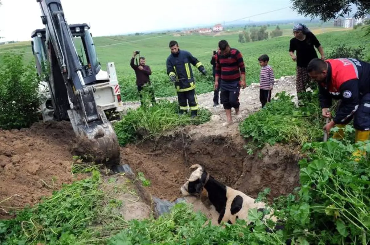 Kuyuya Düşen İneği İtfaiye Kurtardı