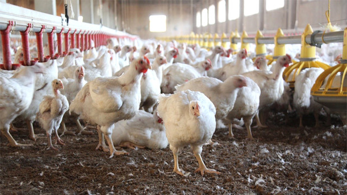 Moldovalı Gelin Muş\'ta Tavuk Çiftliği Kurdu