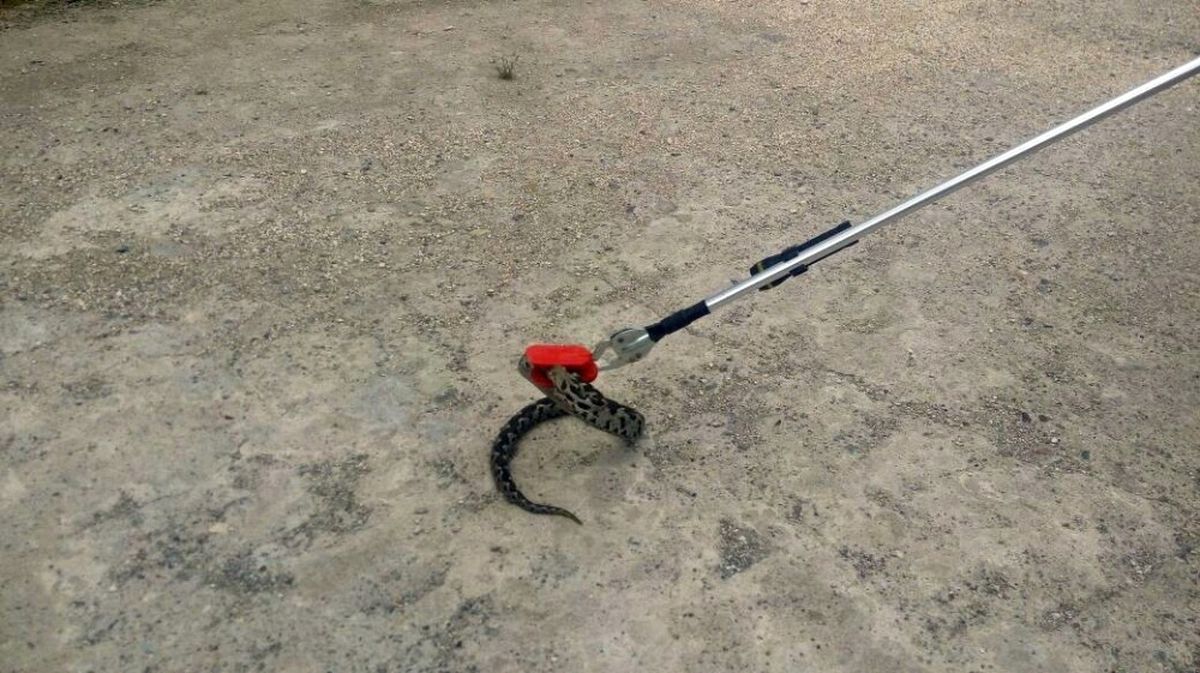 Okulda Yılan Paniği