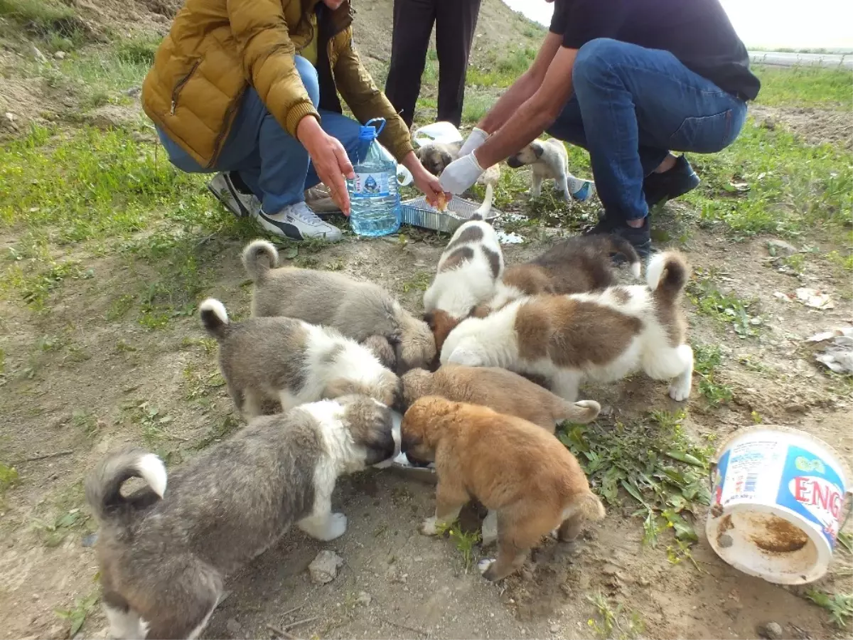 Sokağa Atılan Yavru Köpeklere Vatandaşlar Sahip Çıktı