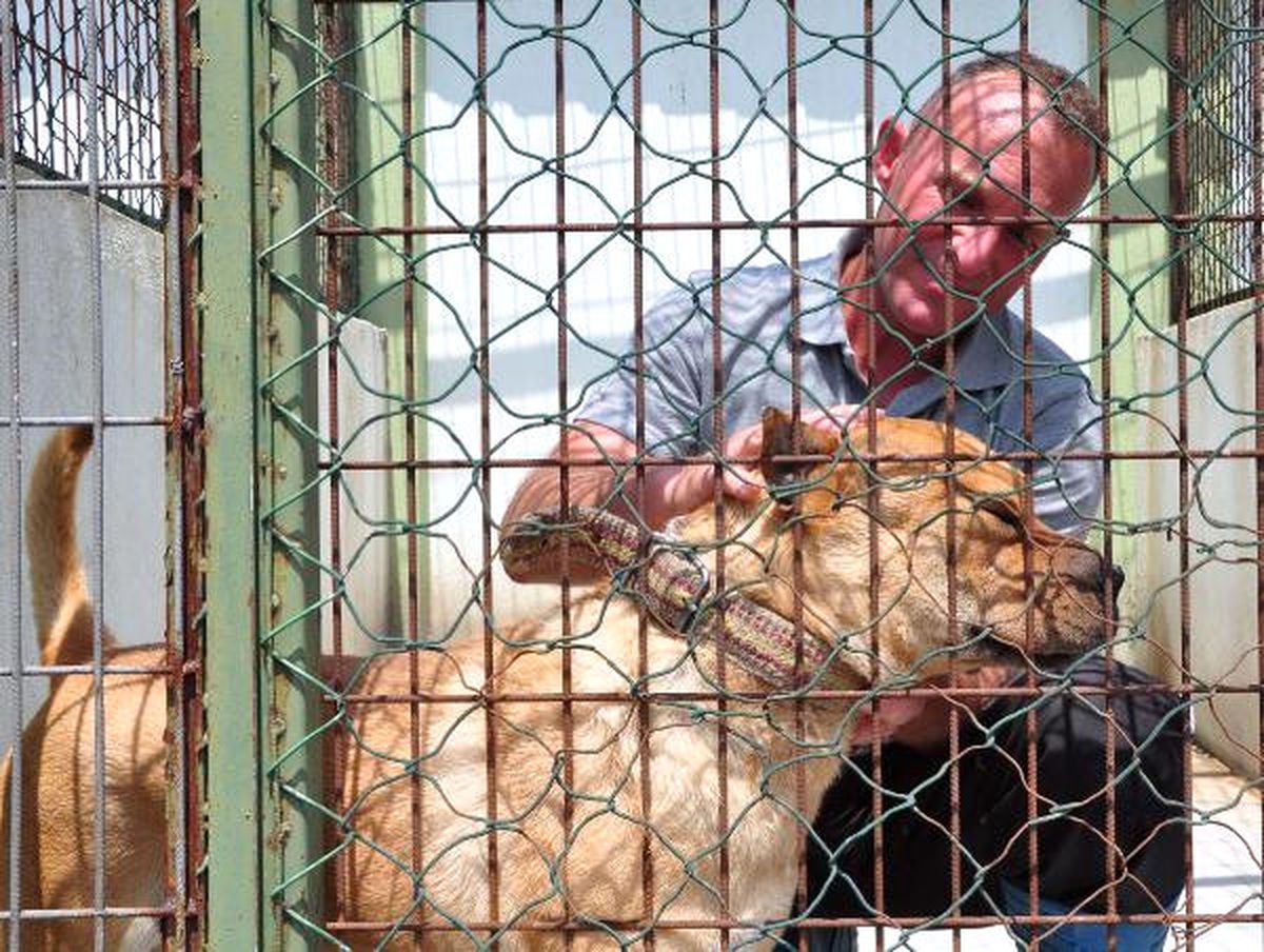 Suçta Kullanılan Çoğu Pitbull 39 Köpek Rehabilite Ediliyor