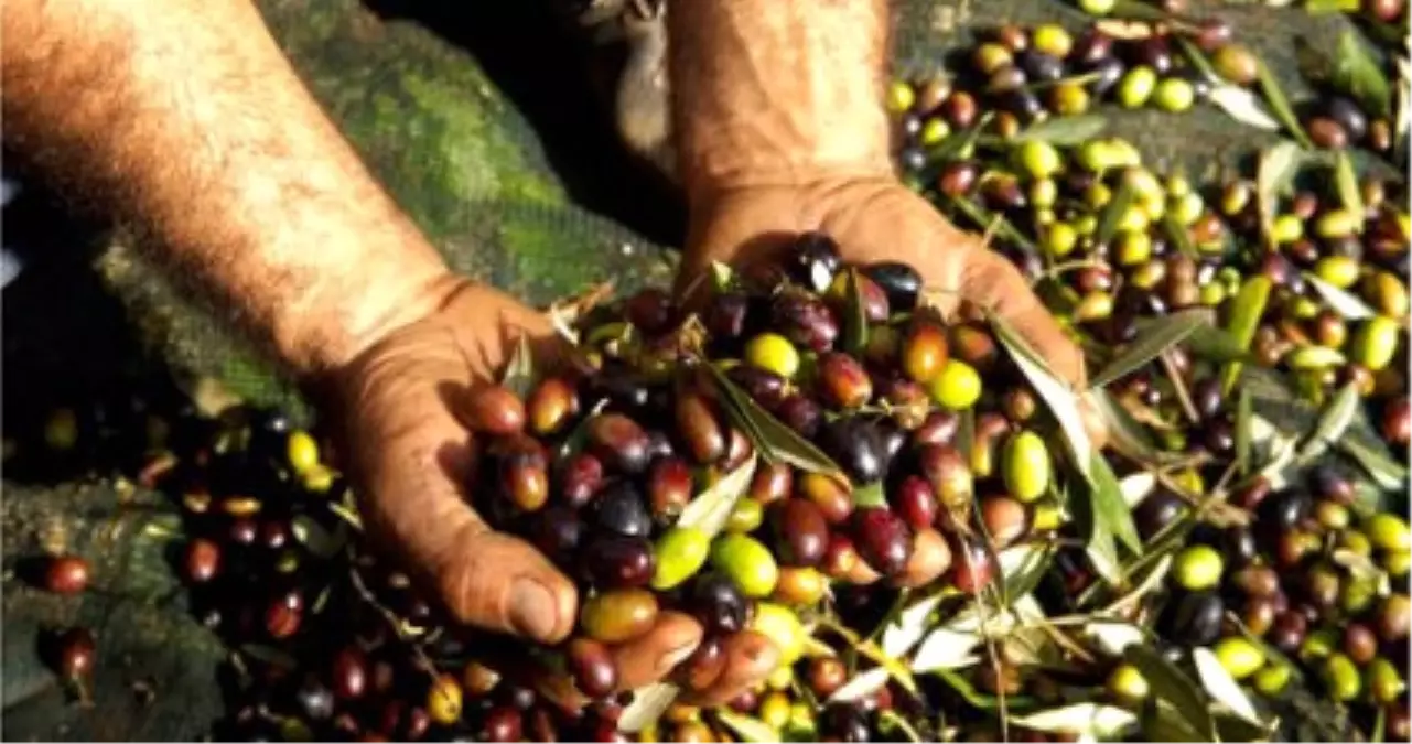 Zeytin Üreticisi Tedirgin